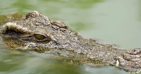 Close up of Crocodile head floating on the water surface. Stock Footage 270314773