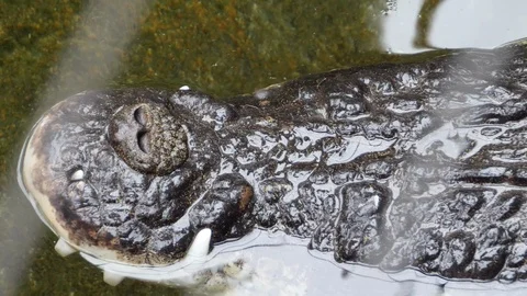 Close up of Crocodile head Stock Footage 119496555