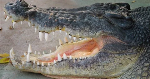 Close up of crocodile  head Stock Footage 234134824