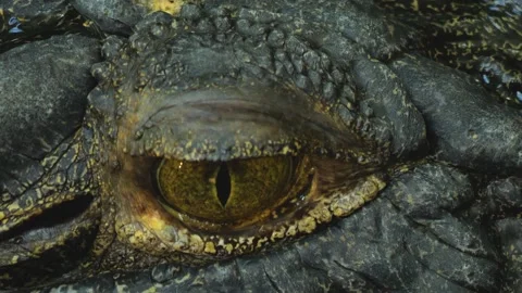 Close up of Crocodile head Stock Footage 239840654