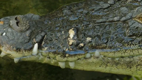 Close up of Crocodile head Stock Footage 239842088