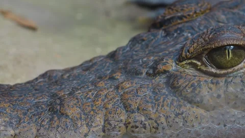 Close up of crocodile head Stock Footage 253257599