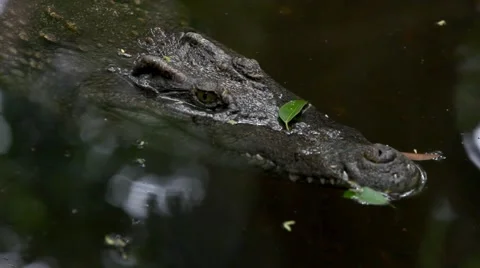 Close up of crocodile head. HD. 1920x1080 Vídeos de archivo 46776770
