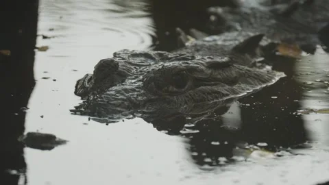 Close up of a crocodile head with its reflection 動画素材 342976601