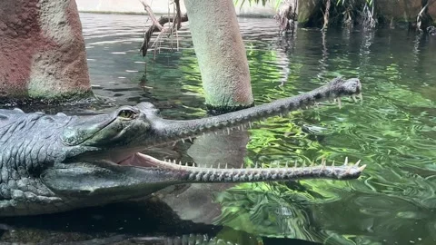 Close-up of a Crocodile Head with Open Mouth in Water – 4K Stock Video Stock Footage 235043687