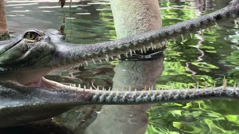 Close-up of a Crocodile Head with Open Mouth in Water – Wildlife Nature Video Stock Footage 235045708