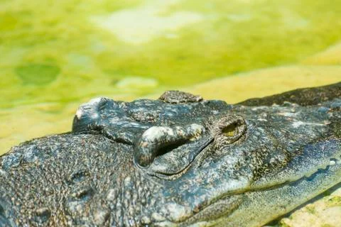 Close up of Crocodile head Stock Photos