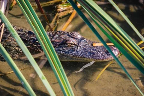 Close up of crocodile head Stock Photos
