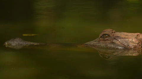 Close up crocodile head in river of nature background Vidéo 219842270
