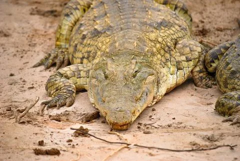 Close-up of a crocodile lying on sandy ground, resting with eyes half-open Stock Photos