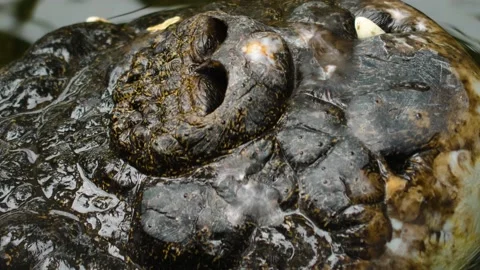 Close up of crocodile nose Video stock 144318319