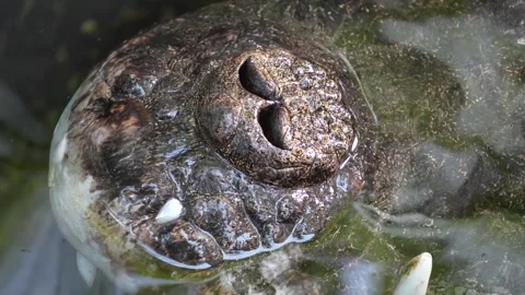 Close up of a Crocodile nostril  Stock Footage 278014361