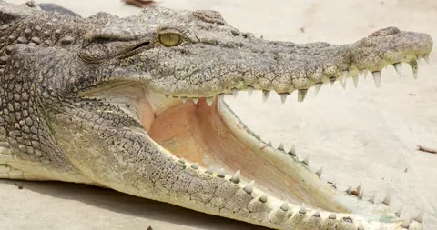 Close up of Crocodile open mouth. Stock Footage 271622607