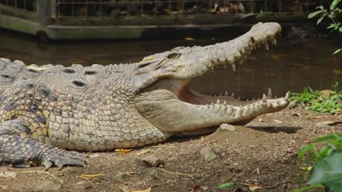Close Up of Crocodile with Open Mouth Stock Footage 320424573