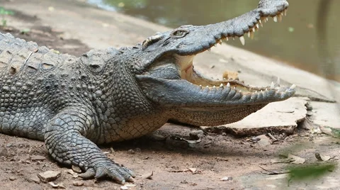 Close up Crocodile or Alligator open mouth. Stock Footage 65771775