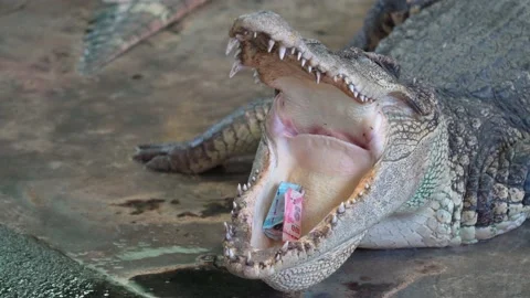 Close up of crocodile or alligator open its mouth and has money inside. 스톡 동영상 158415987