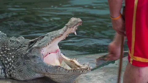 Close up of crocodile or alligator open its mouth and has money inside. 스톡 동영상 158416000