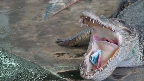 Close up of crocodile or alligator open its mouth and has money inside. 스톡 동영상 158416040