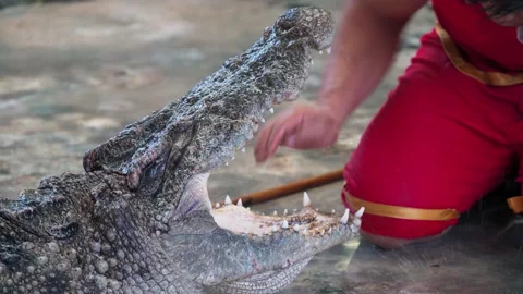 Close up of crocodile or alligator open its mouth and has money inside. 스톡 동영상 158416396
