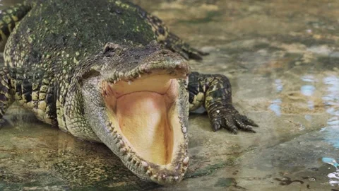 Close up of crocodile or alligator open its mouth. 스톡 동영상 158417206