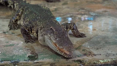 Close up of crocodile or alligator walking and poked by people. Stockbeeldmateriaal 158416876