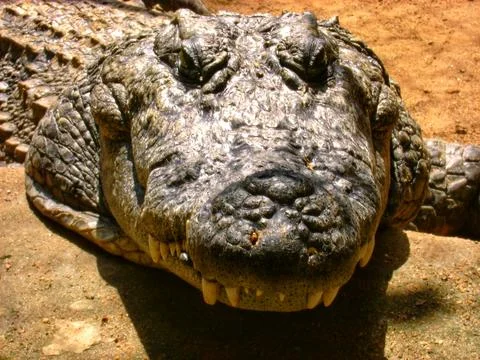 Close up of a crocodile Stock Photos