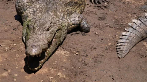 A close-up of a crocodile that is resting has one of its legs missing. Stock Footage 233030655