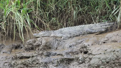 Close up Crocodile Resting on Mud Bank with Breeze Through Shrubs, dolly motion Stock Footage 314948623