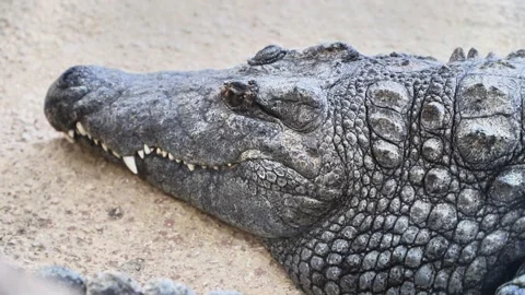 Close-up of a Crocodile Resting Under the Sun Near the Riverbank in a Tropi.. Vidéo 314801619
