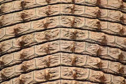 Close-up on Crocodile scales pattern Foto stock