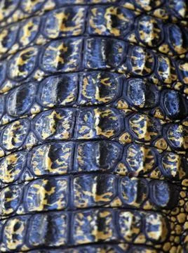Close-up of crocodile skin Stock Photos