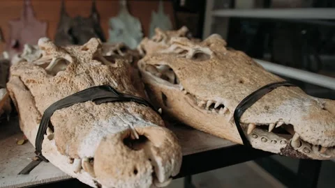 Close up of crocodile skulls with sharp teeth resting on a shelf. Illegal Stock Footage 325070764
