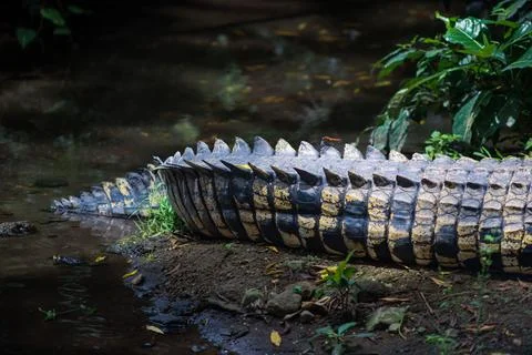 Close Up of Crocodile Tail with Sharp Scales on Riverbank 스톡 사진