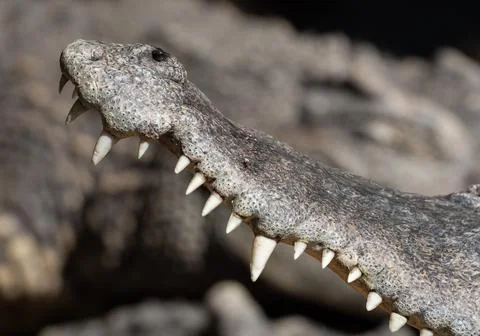Close-up Crocodile Teeth Isolated on Background Stockfoto's