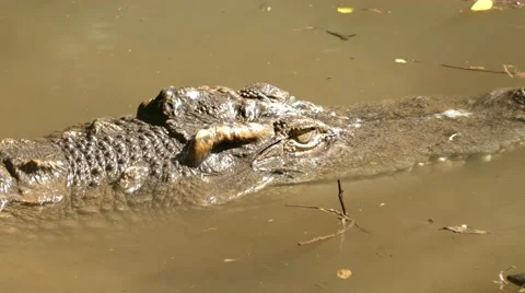 Close up Crocodile in zoo. Stock Footage 66561688