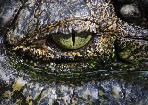 Close up on a crocodile's eye Stock Photos