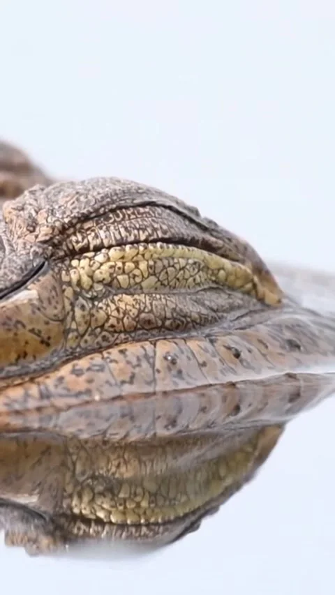 Close-up of a crocodile's eyes Vídeo Stock 329854891