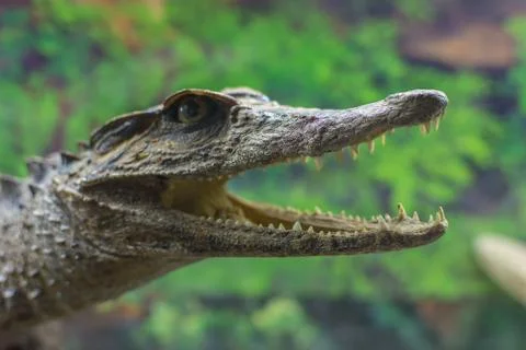 Close-up of the crocodiles jaws Stock Photos