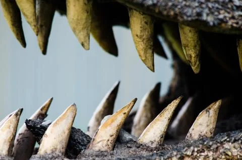 Close-up of a crocodile's teeth Stock Photos