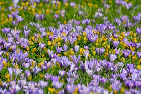 Close-up of crocus and winter aconite (Eranthis) in spring, Husum, Schlosspark, Stock Photos