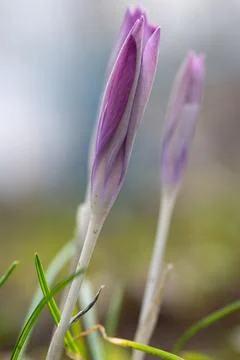 A close-up of a crocus bud that has not yet opened Fotos de archivo