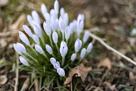 Close-up of Crocus Buds Emerging in Early Spring Stock Photos