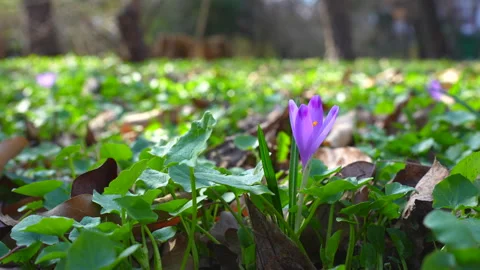 Close-Up of Crocus Flower Emerging from Greenery in Spring Stock Footage 305388793