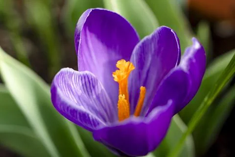 Close-up of crocus flower. Macro Shot of a purple flowering crocus on a green Stock-Fotos