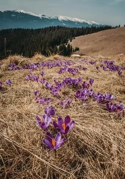 Close up crocus flowers on slope concept photo Stock Photos