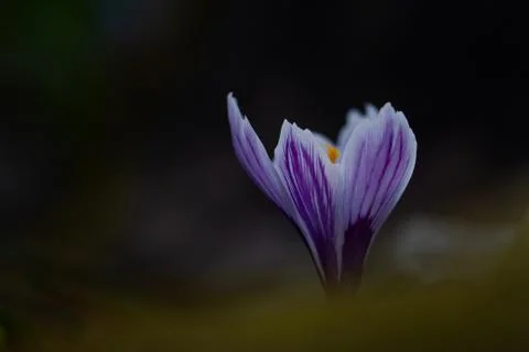 Close up crocus isolated on dark background Stock Photos