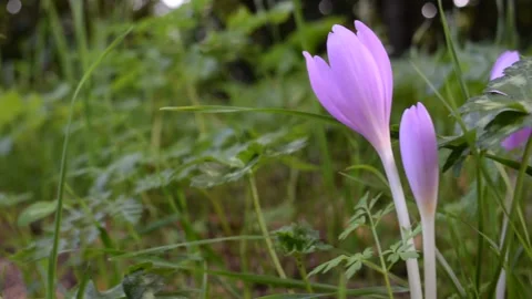 Close up of the crocus in the meadow Stock Footage 139074502