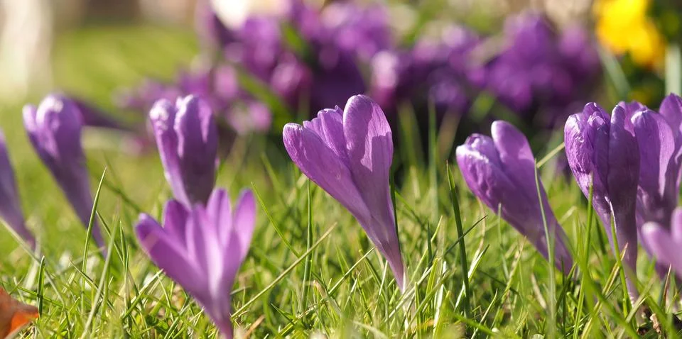 Close up of crocus Stock Photos
