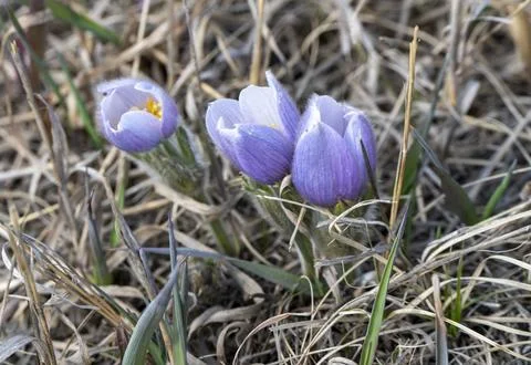 Close up Crocus Stock Photos