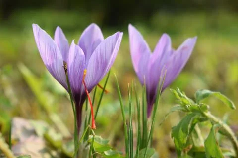 Close up on Crocus sativus Stock Photos